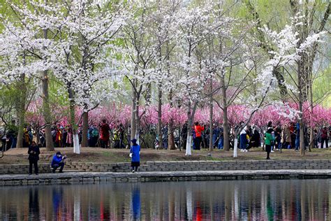 北京看花去哪個公園：繁花的盛宴與城市的選擇